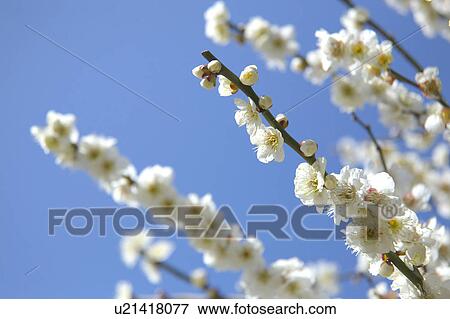 Stock Photo - Ume. Fotosearch