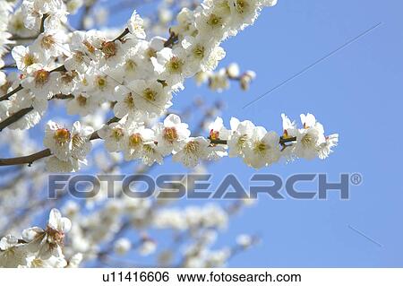 Ume View Large Photo Image Stock Photograph - Ume. Fotosearch