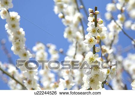 Stock Photograph - Ume. Fotosearch