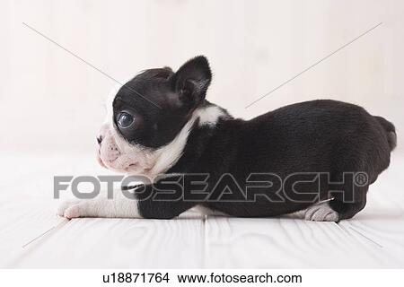 Picture - Boston terrier lying down. Fotosearch
