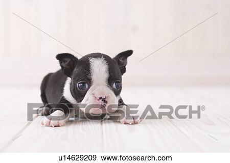 Boston terrier lying down View Large Photo Image Stock Photo - Boston terrier lying down. Fotosearch