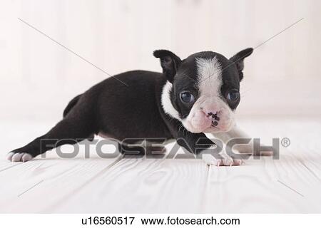 Boston terrier lying down View Large Photo Image Stock Photo - Boston terrier lying down. Fotosearch