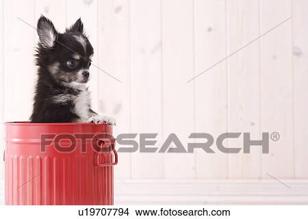 Picture - Chihuahua in a bucket. Fotosearch
