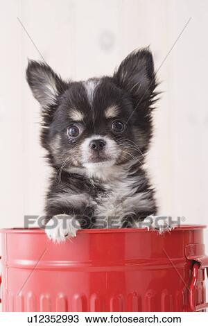 Chihuahua in a bucket View Large Photo Image Stock Image - Chihuahua in a bucket. Fotosearch