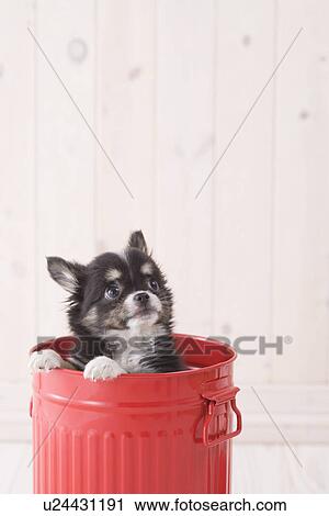 Chihuahua in a bucket View Large Photo Image Stock Image - Chihuahua in a bucket. Fotosearch