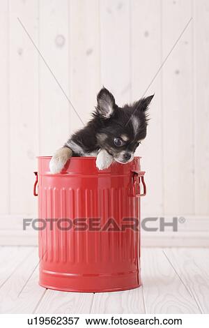 Chihuahua in a bucket View Large Photo Image Stock Photo - Chihuahua in a bucket. Fotosearch