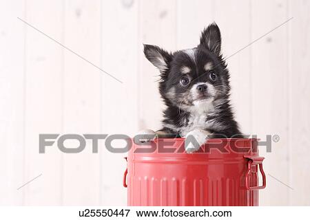 Stock Photo - Chihuahua in a bucket. Fotosearch