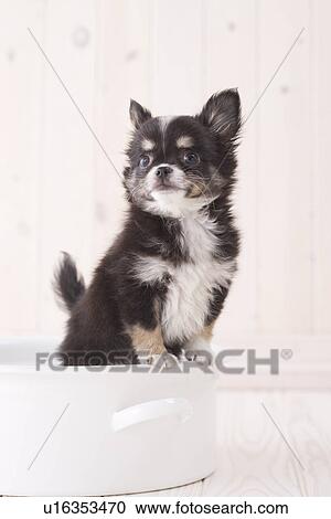 Chihuahua View Large Photo Image Stock Image - Chihuahua. Fotosearch