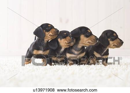 Stock Photo - Four miniature dachshund looking around. Fotosearch