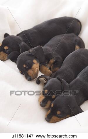 Four miniature dachshund sleeping on a blanket View Large Photo Image Stock Photo - Four miniature dachshund sleeping on a blanket. Fotosearch