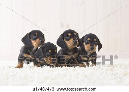 Stock Image - Four miniature dachshund standing in a row. Fotosearch