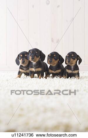 Stock Photograph - Four miniature dachshund standing in a row. Fotosearch