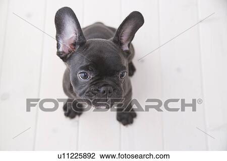 French bulldog looking up View Large Photo Image Stock Image - French bulldog looking up. Fotosearch