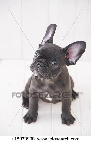 Stock Photo - French bulldog looking up. Fotosearch