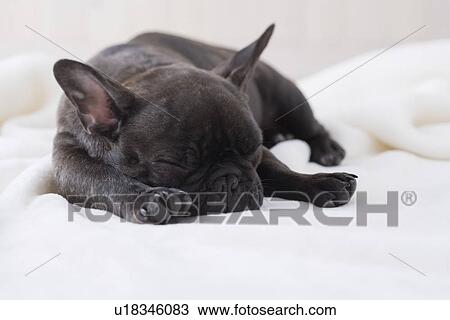Stock Image - French bulldog sleeping on a blanket. Fotosearch
