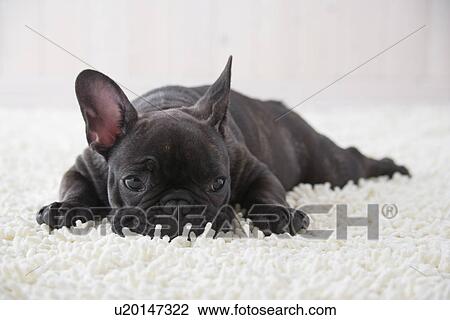 French bulldog sleeping on a rug mat View Large Photo Image Stock Image - French bulldog sleeping on a rug mat. Fotosearch