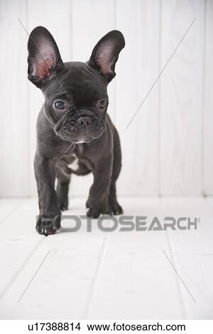 French bulldog walking View Large Photo Image Picture - French bulldog walking. Fotosearch