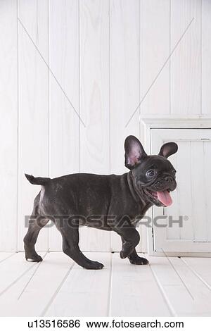 Stock Photograph - French bulldog walking. Fotosearch