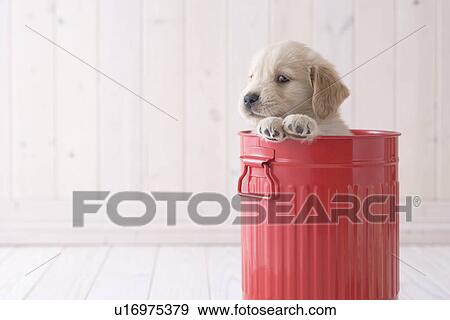 Golden retriever in a bucket View Large Photo Image Stock Photo - Golden retriever in a bucket. Fotosearch