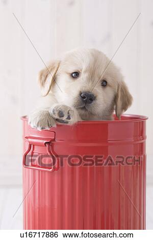 Stock Photograph - Golden retriever in a bucket. Fotosearch