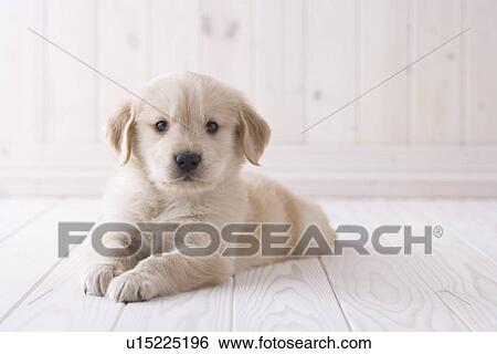 Stock Photograph - Golden retriever lying down. Fotosearch
