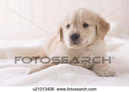 Stock Photograph - Golden retriever on a blanket. Fotosearch