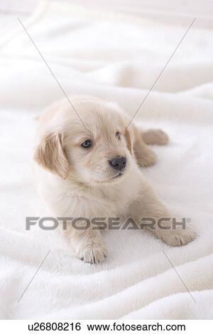 Golden retriever on a blanket View Large Photo Image Stock Photograph - Golden retriever on a blanket. Fotosearch