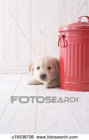 Golden retriever peeking behind a bucket View Large Photo Image Stock Photograph - Golden retriever peeking behind a bucket. Fotosearch