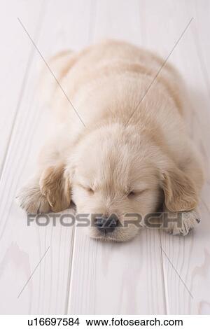 Golden retriever sleeping on floor View Large Photo Image Picture - Golden retriever sleeping on floor. Fotosearch