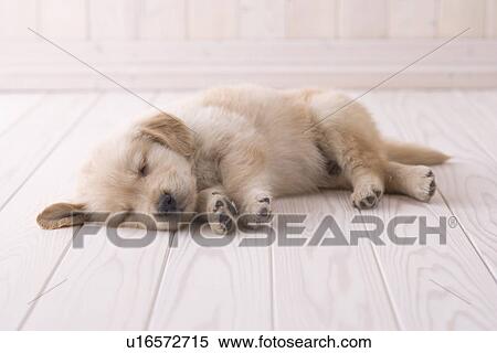 Golden retriever sleeping on floor View Large Photo Image Stock Photography - Golden retriever sleeping on floor. Fotosearch
