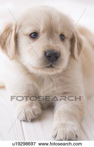 Stock Photo - Golden retriever. Fotosearch