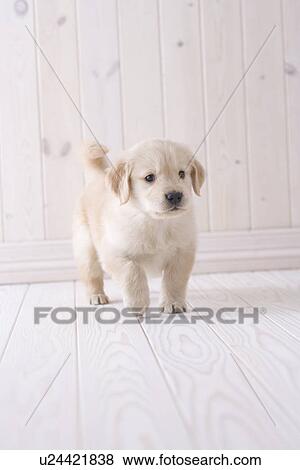 Stock Photo - Golden retriever walking. Fotosearch
