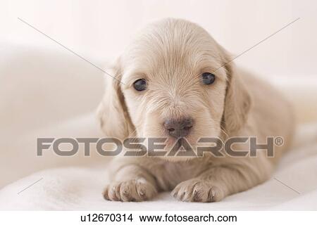 Miniature dachshund on a blanket View Large Photo Image Picture - Miniature dachshund on a blanket. Fotosearch