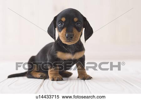 Stock Photography - Miniature dachshund sitting. Fotosearch