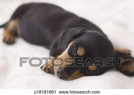 Miniature dachshund sleeping on a blanket View Large Photo Image Stock Image - Miniature dachshund sleeping on a blanket. Fotosearch