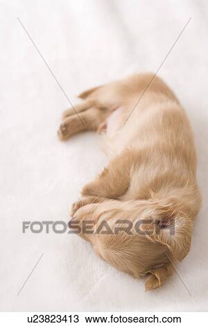 Miniature dachshund sleeping on a blanket View Large Photo Image Stock Image - Miniature dachshund sleeping on a blanket. Fotosearch