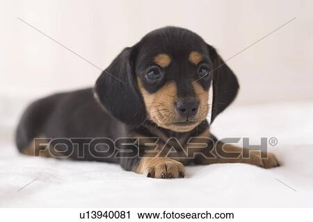 Stock Image - Miniature dachshund. Fotosearch