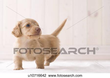 Miniature dachshund walking View Large Photo Image Stock Image - Miniature dachshund walking. Fotosearch