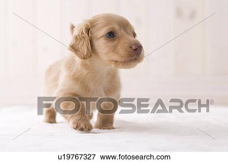 Miniature dachshund walking View Large Photo Image Stock Photo - Miniature dachshund walking. Fotosearch