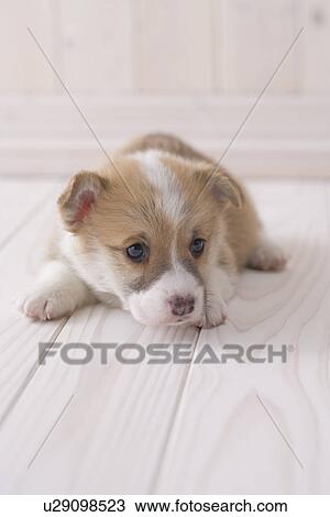 Stock Image - Pembroke welsh corgi looking around. Fotosearch