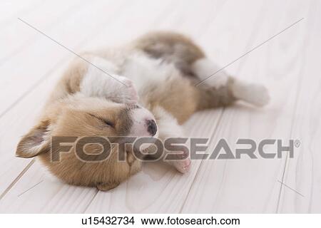 Picture - Pembroke welsh corgi lying down. Fotosearch