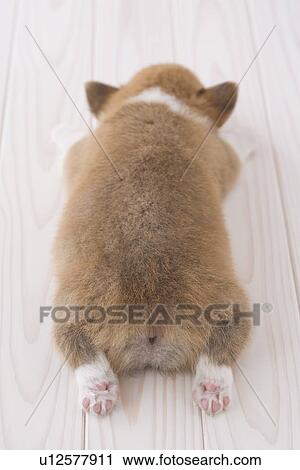 Stock Image - Pembroke welsh corgi lying down. Fotosearch