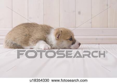 Stock Image - Pembroke welsh corgi lying down. Fotosearch