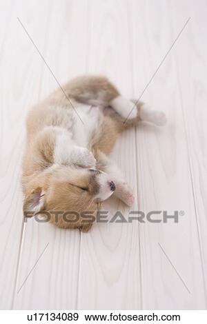 Pembroke welsh corgi lying down View Large Photo Image Stock Photo - Pembroke welsh corgi lying down. Fotosearch