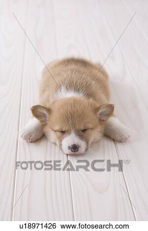 Stock Photograph - Pembroke welsh corgi lying down. Fotosearch