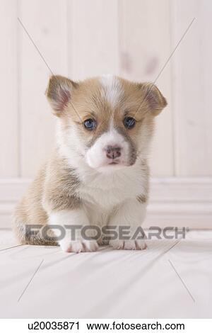 Stock Image - Pembroke welsh corgi sitting. Fotosearch