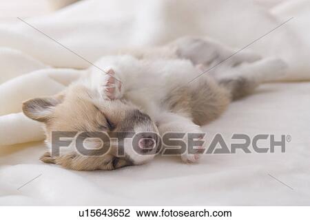 Pembroke welsh corgi sleeping on a blanket View Large Photo Image Stock Image - Pembroke welsh corgi sleeping on a blanket. Fotosearch