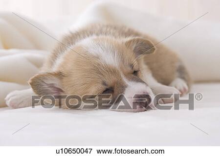 Pembroke welsh corgi sleeping on a blanket View Large Photo Image Stock Photo - Pembroke welsh corgi sleeping on a blanket. Fotosearch