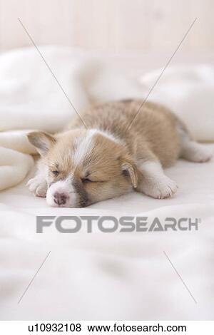 Stock Photo - Pembroke welsh corgi sleeping on a blanket. Fotosearch