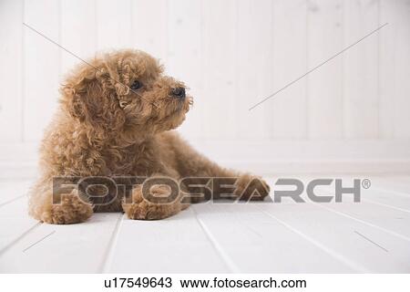 Stock Image - Poodle looking left side. Fotosearch